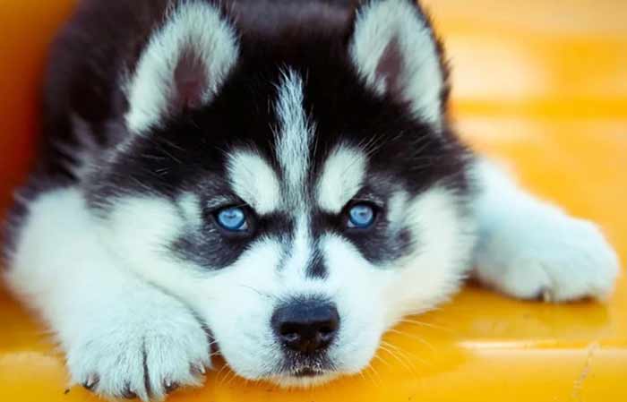 Blue-eyed Siberian husky