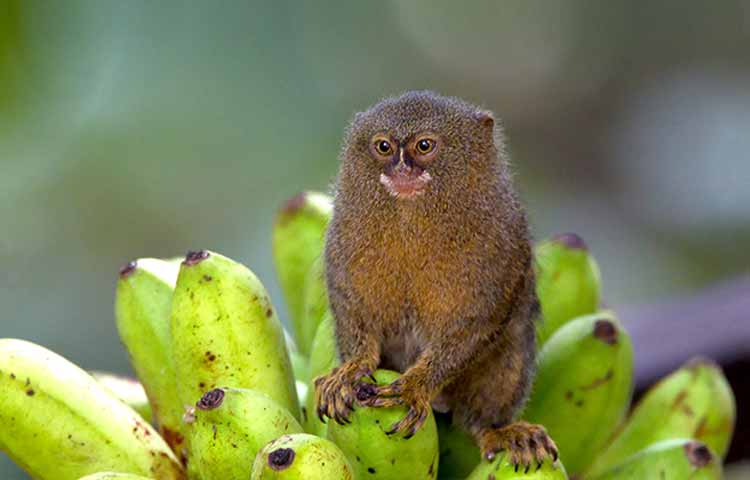 Diet: what do finger monkey eat?