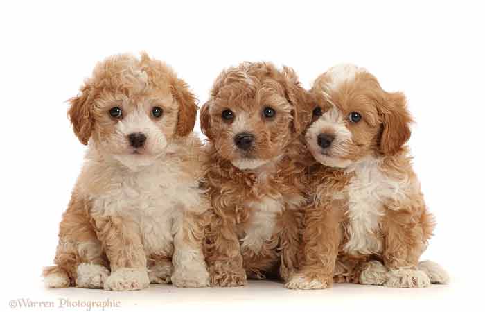Cavapoochon Puppies