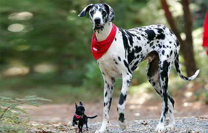 Gibson, great dane tall dog