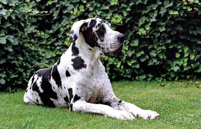 Great dane: Black and white