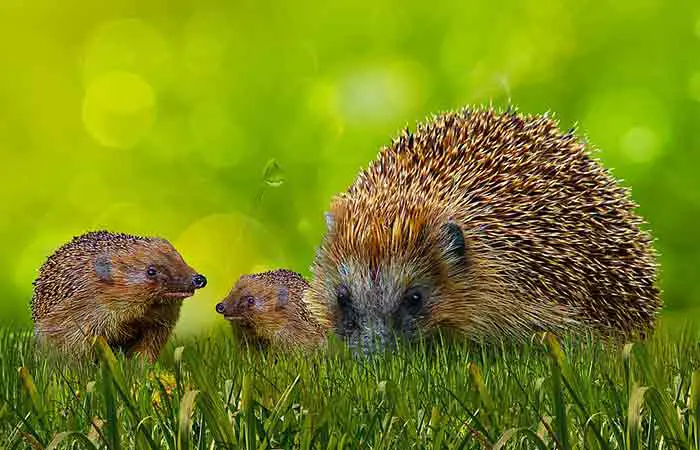 Baby and mother hedgehog
