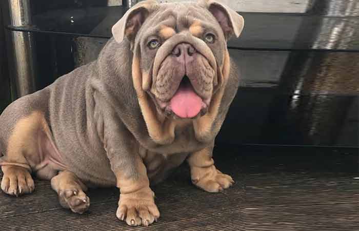 Bulldog with huge paws