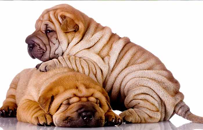 Chinese shar pei-Wrinkliest dog breed