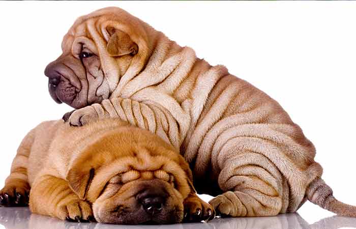 puppy with rolls