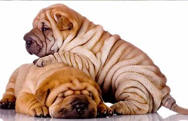 fat dogs with rolls