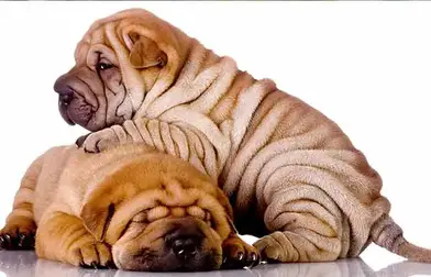 Wrinkly Dog Breeds Dogs With Rolls Of Fat Petaddon