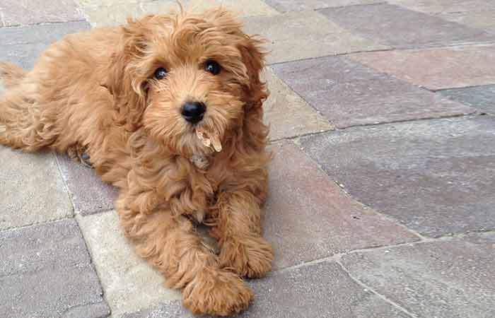 How a cavapoochon looks like' Picture