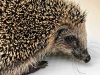 Do Hedgehogs Smell? do hedgehogs smell