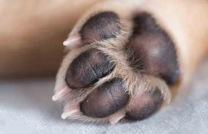 what dogs have the biggest paws