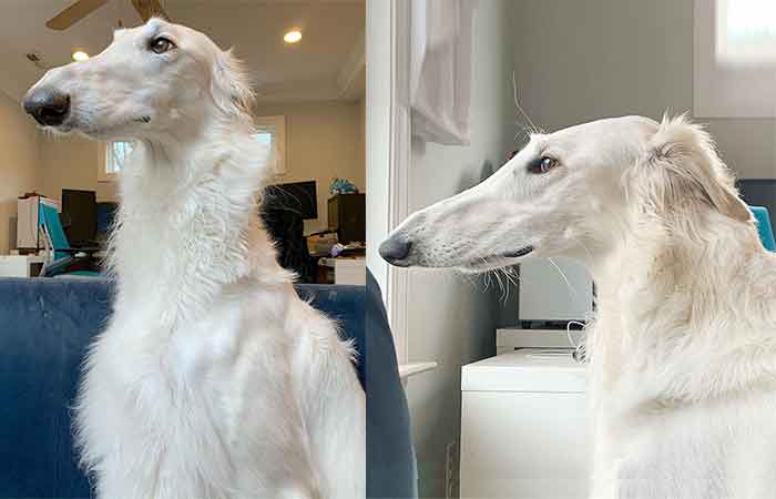 Longest Snout Dog breed