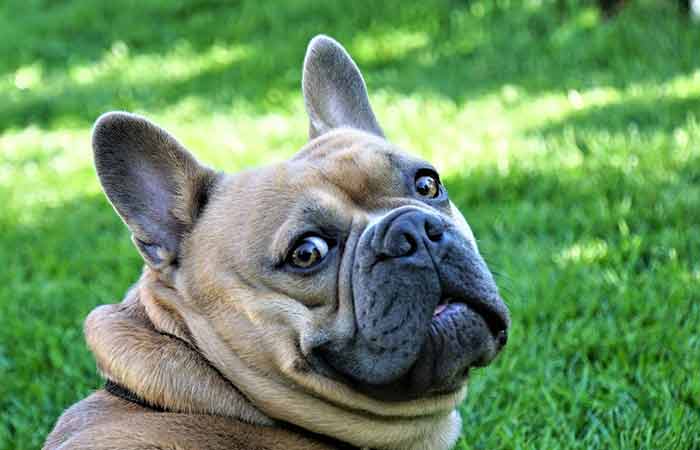 French Bulldog with rolls fat on face