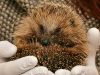 Are Hedgehogs Good Pets? Pros & Cons Are hedgehogs good pets? Pros and cons