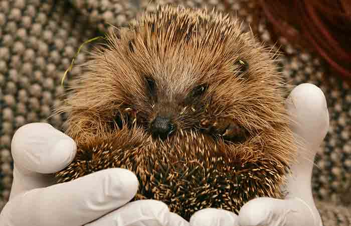 Are Hedgehogs Good Pets Pros Cons Petaddon