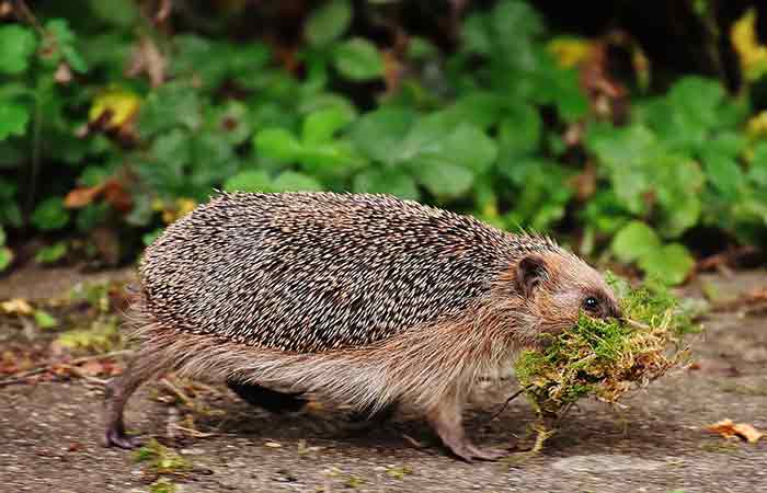 Hedgehogs eat Veggies