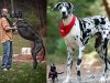 Top Tallest Dog Breeds Tall dog breeds, pictures and names