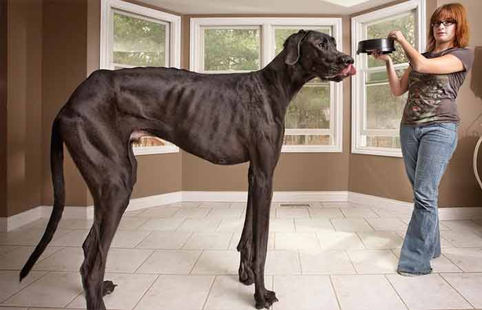 Zeus,the Tallest Dog in the World 