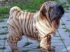Wrinkly Dog Breeds (Dogs with Rolls of Fat) wrinkly dog breeds