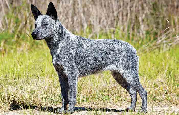 Australian Stumpy Tail Cattle Dog