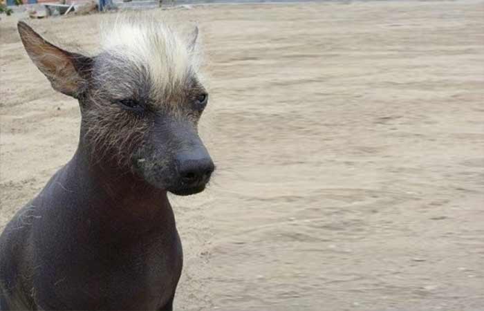Khala-Bolivian Hairless Dog