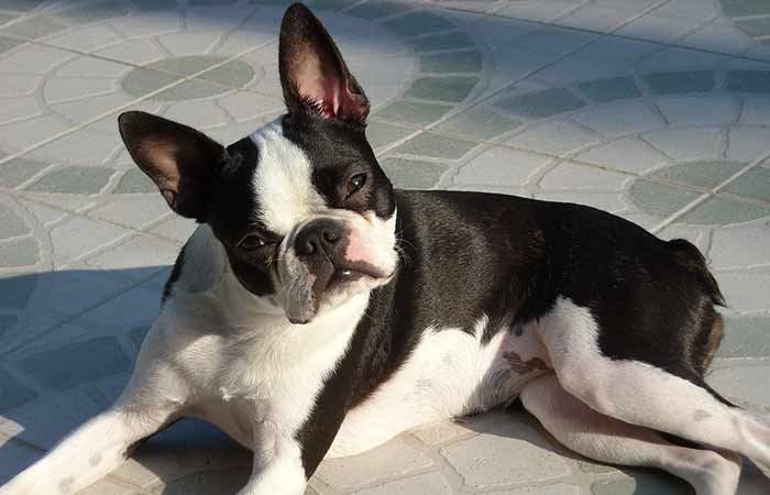 Black and white Boston Terrier