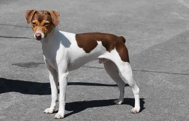 Dog Breeds With Rose Ears Petaddon