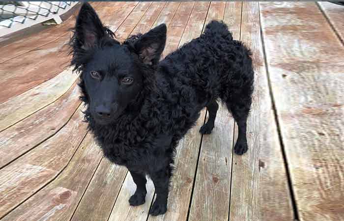 Croatian Sheepdog