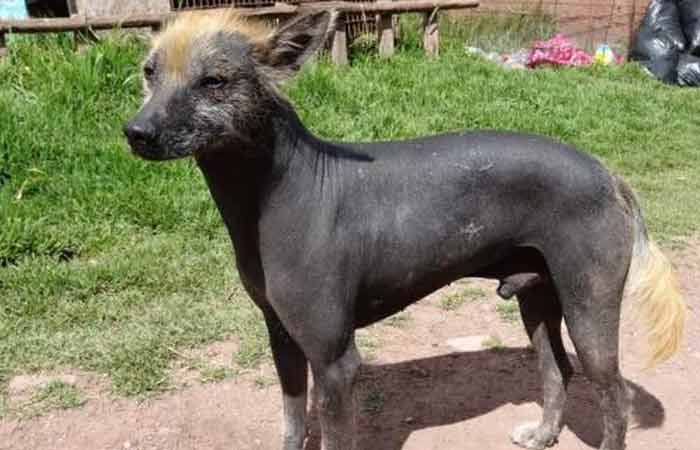 Ecuadorian Hairless Dog