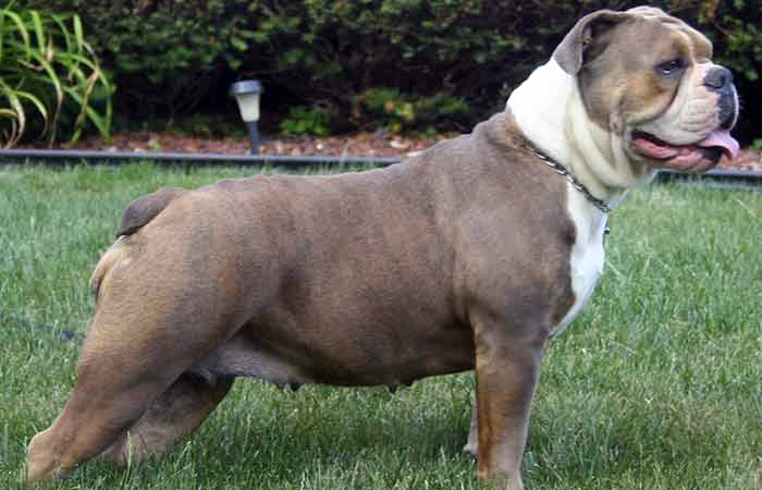 short-tail English  bulldog