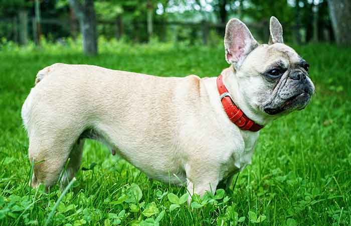 French bulldog