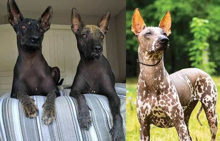 Mexican hairless dog-Xoloitzcuintle-