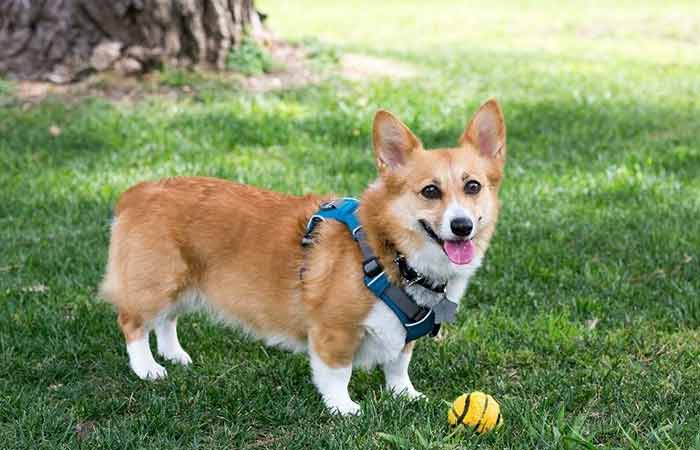 tailless Corgi