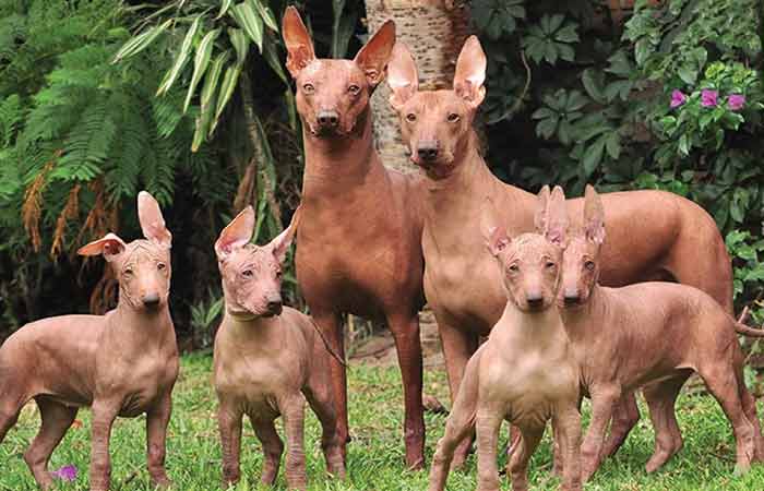 Peruvian Hairless Dog