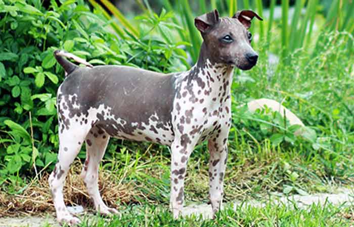 Bald American Terrier