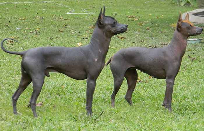 Argentine pila dog