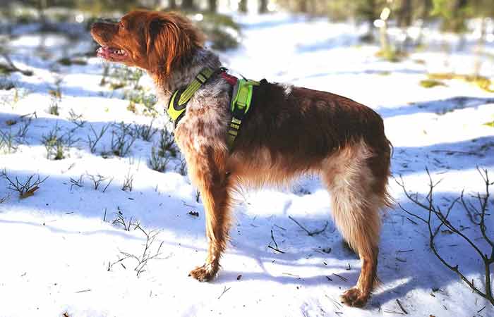 brittany spaniel