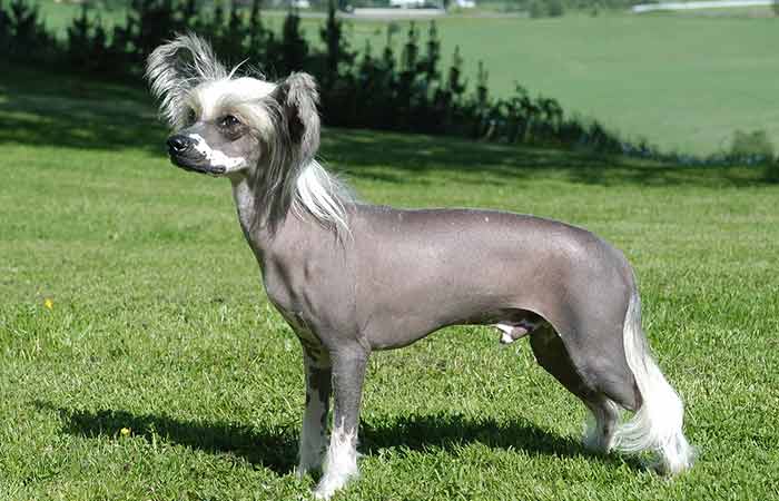 Hairless Chinese crested dog
