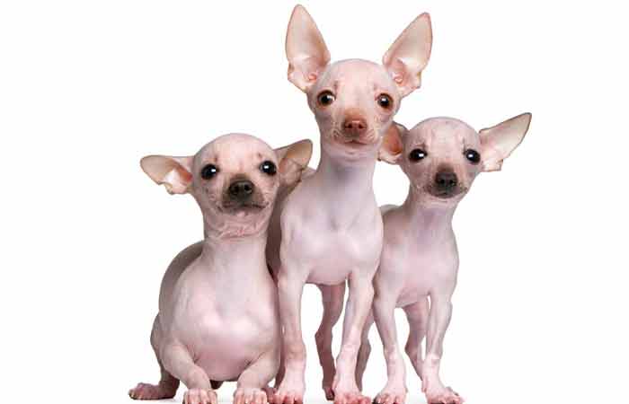 Hairless chihuahua