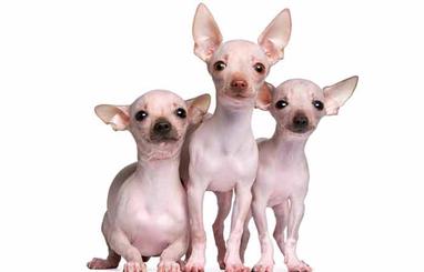 Hairless Dog Breeds with Pictures-Are they really Ugly? - Petaddon