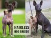 Dogs without Hair/Fur Hairless dog breeds-large & Small