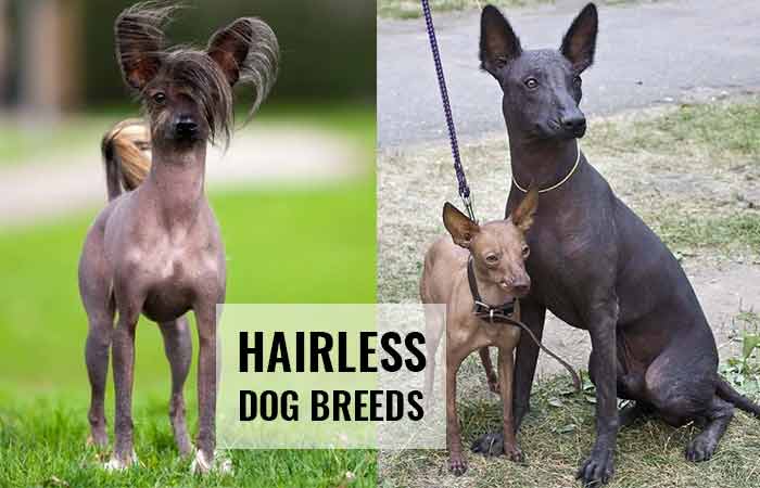 a hairless dog breed