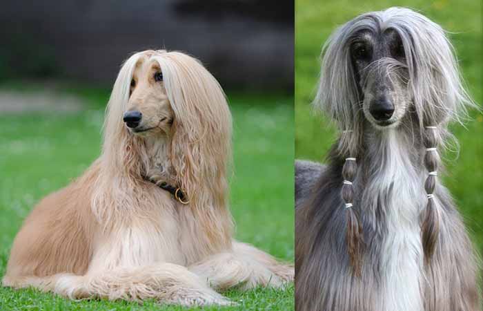 Large dog breed that do not shed--afghan-hound