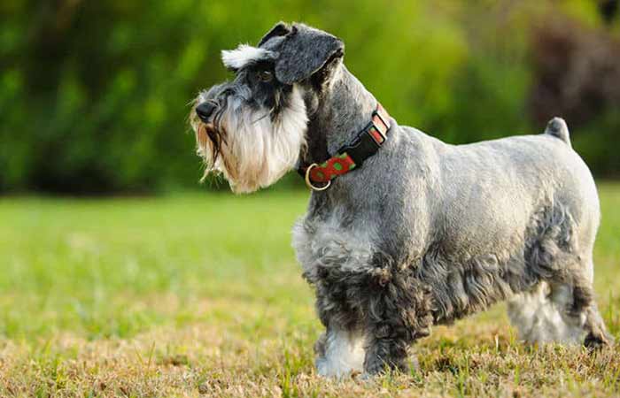 Miniature schnauzer