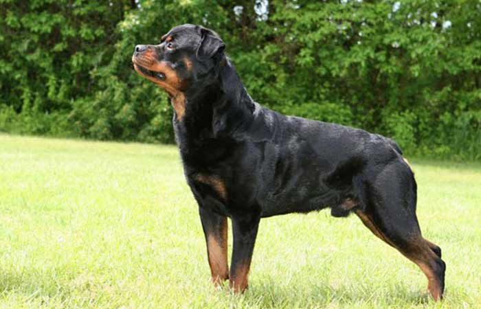 Tailless Rottweiler