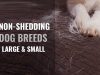Dogs that Don’t Shed: Small and Large Breeds Dog breeds that do not shed