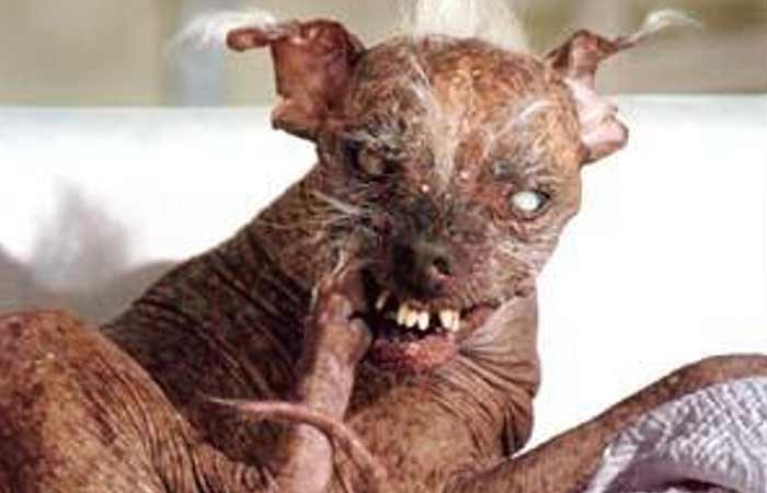 Ugliest Dog