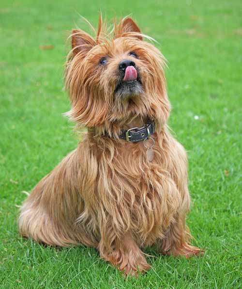 Australian Terrier