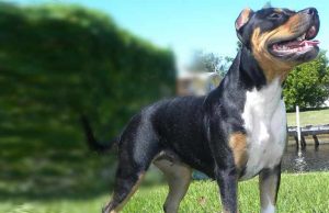 Rare Pitbull Colors & Genetics - Petaddon