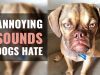 Sounds & Noises Dogs Hate to Hear Most annoying noises and sounds dogs hate