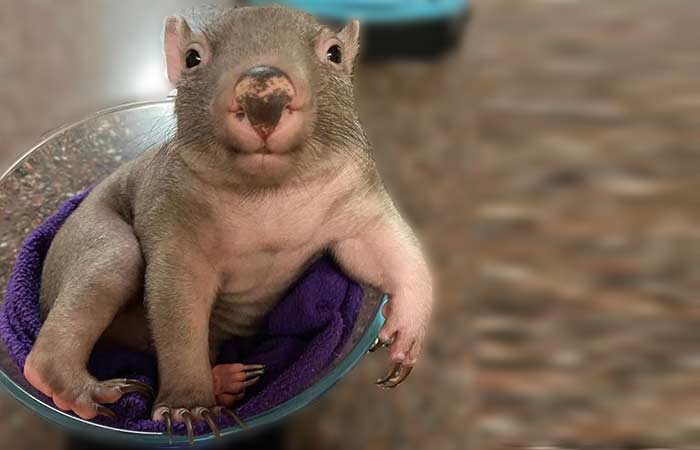 Baby Wombat